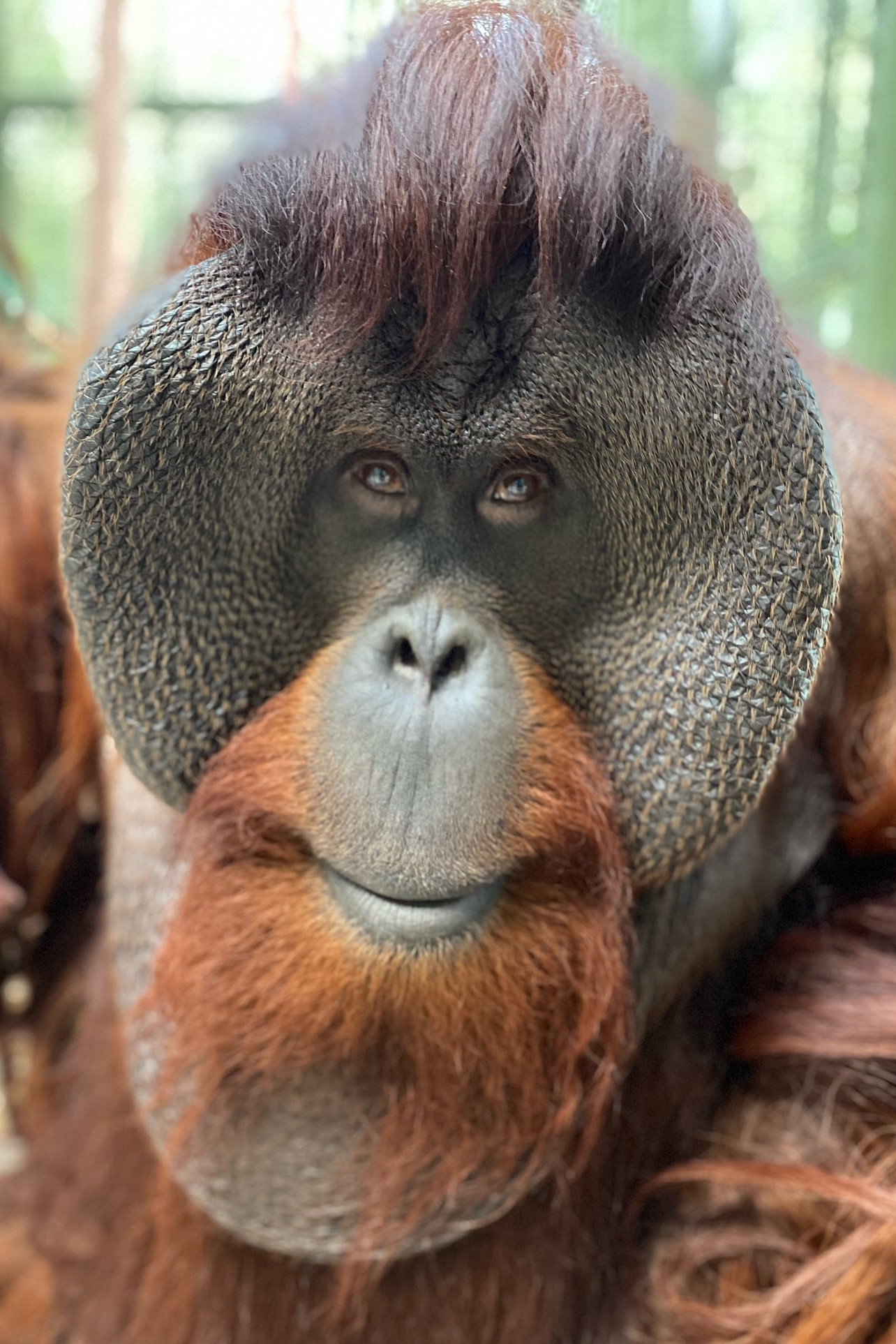 Sam the Orangutan as Dunston in Dunston Checks In