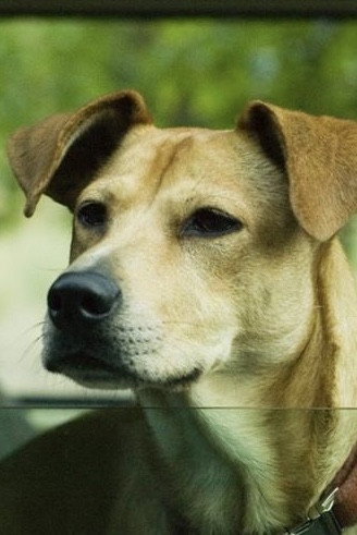 Lucy the Dog as Lucy in Wendy and Lucy