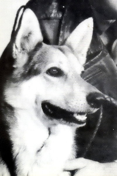 Cão King as Lobo in Highway Patrol