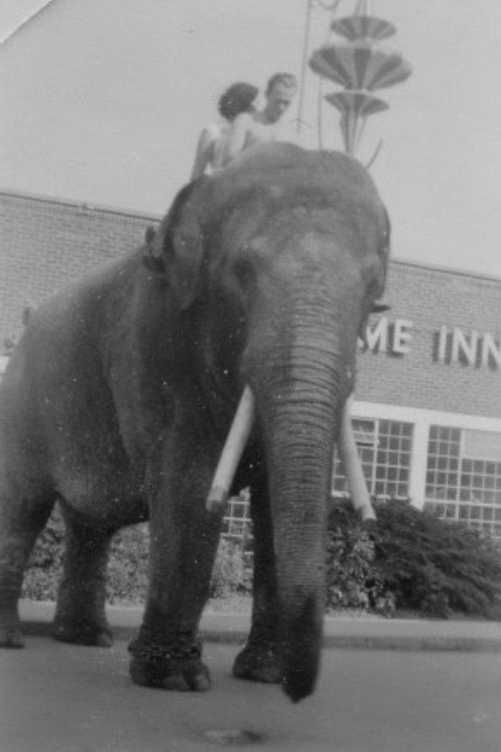 Charlie the Elephant as As Himself in A Monkey Hero