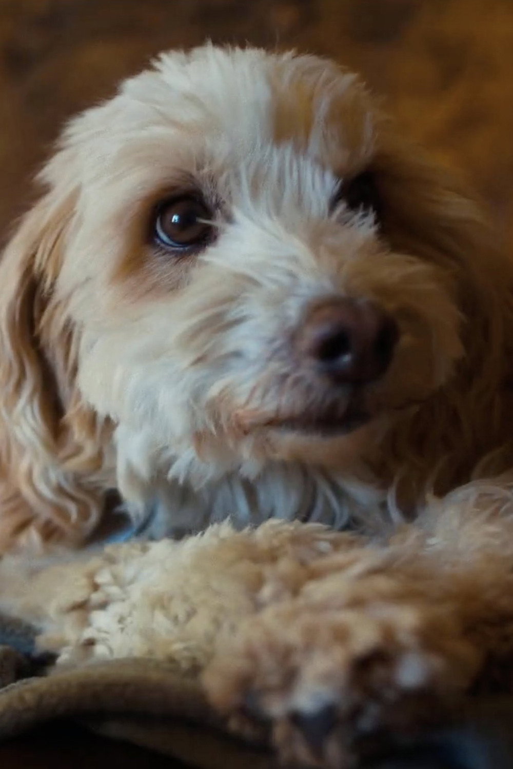 Birba as The truffle hunting dog in Trifole