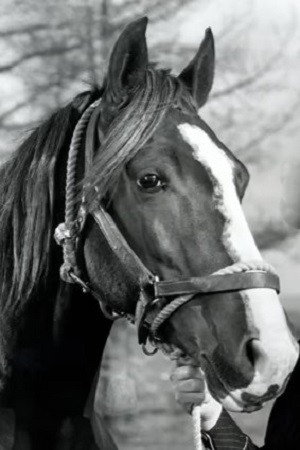 Champion Jr. as Champ, Gene's Horse in Saddle Pals