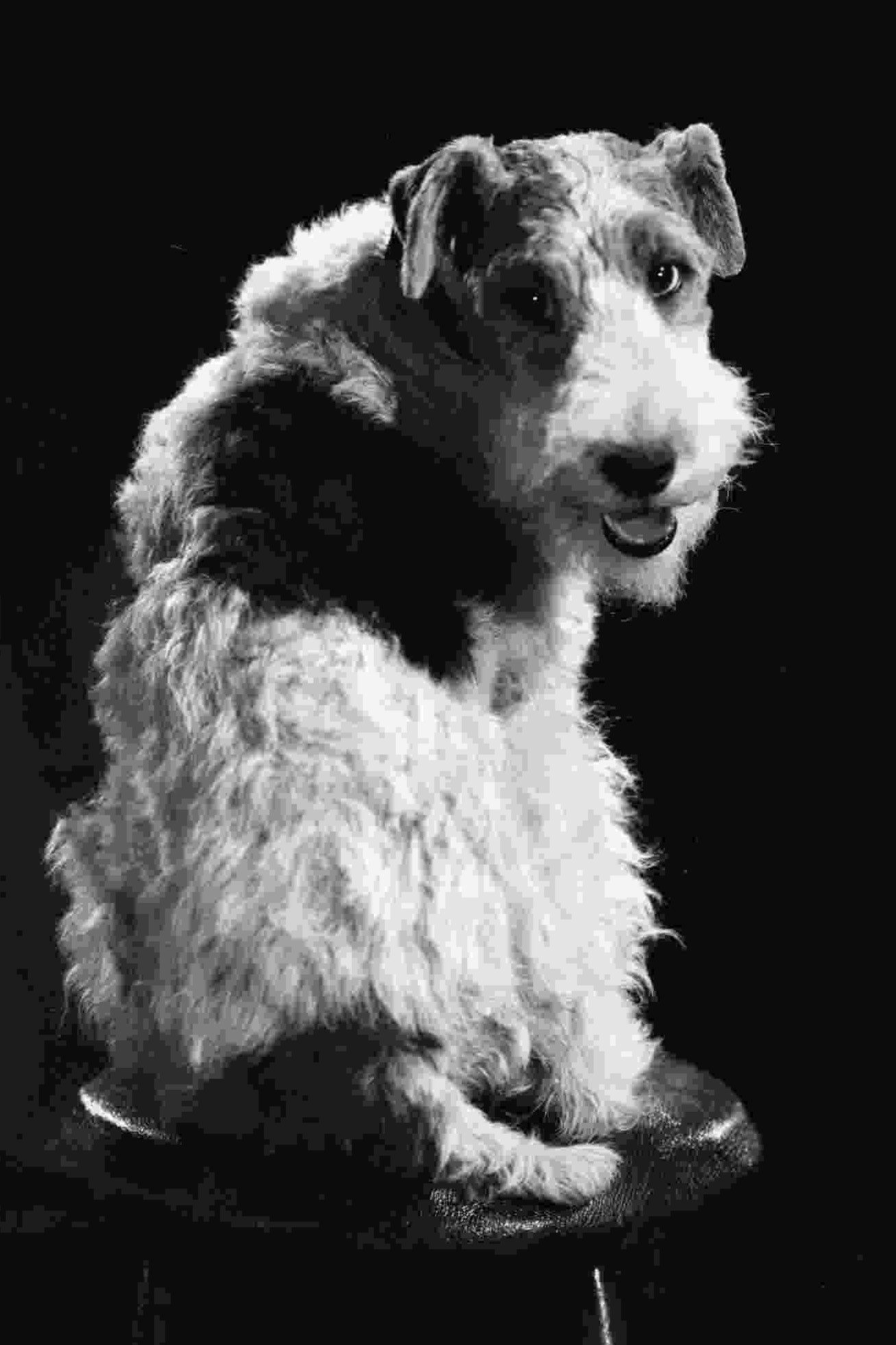 Skippy as Mr. Skip in Keep Smiling