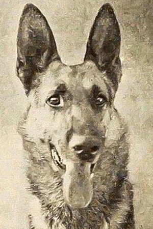 Thunder the Dog as Thunder in Silver Stallion