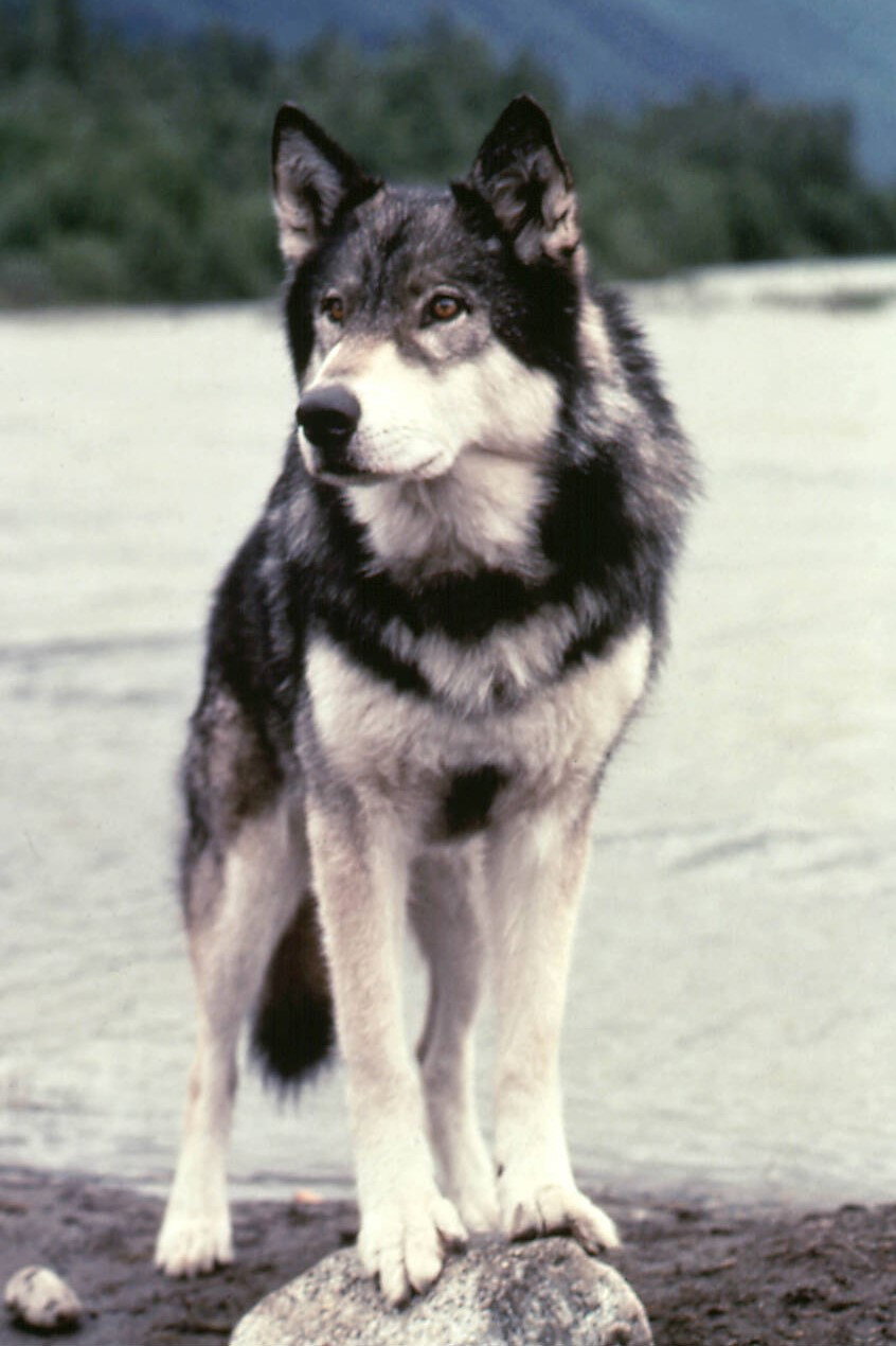 Jed as Wolf in The Journey of Natty Gann