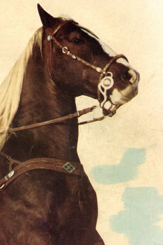 Koko as Rex's Horse in Phantom Stallion