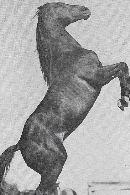 Rex as Rex (as Rex the Wonder Horse) in King of the Wild Horses