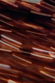 451387-thumbnail