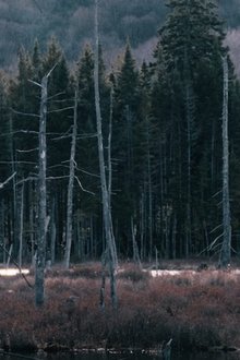 1436411-thumbnail