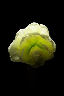 505715-thumbnail