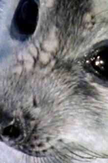 617248-thumbnail
