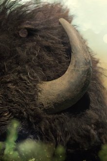 1017882-thumbnail