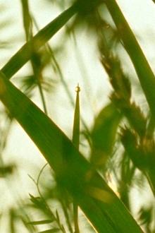 1279467-thumbnail