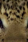 Pôster de Conto do Leopardo: Olhos de Jade