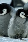 Pôster de A Marcha dos Pinguins
