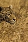 Pôster de Leopardo e Hiena: Parceria de Caça