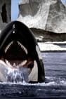 Pôster de Orca: A Baleia Assassina